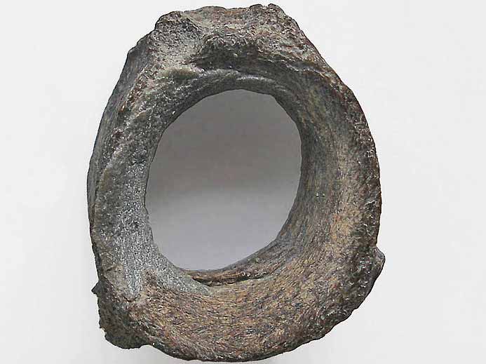 Vertbre fossile de poisson Pachycormiformes jurassique Boulonnais